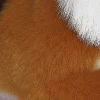 Aurora® - Miyoni® - Bengal Tiger