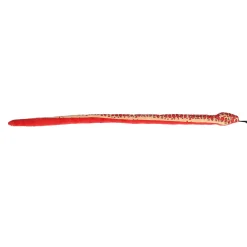 Aurora® - Snake - Kusheez - 51.5